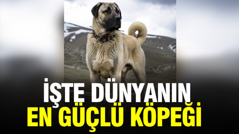 sivas-kangali-zirvede-AAW2V6Dk.jpg