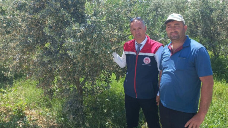 tarim-icin-kritik-inceleme-didimde-zeytin-verim-tespiti-yapiliyor-NexAAmcA.jpg