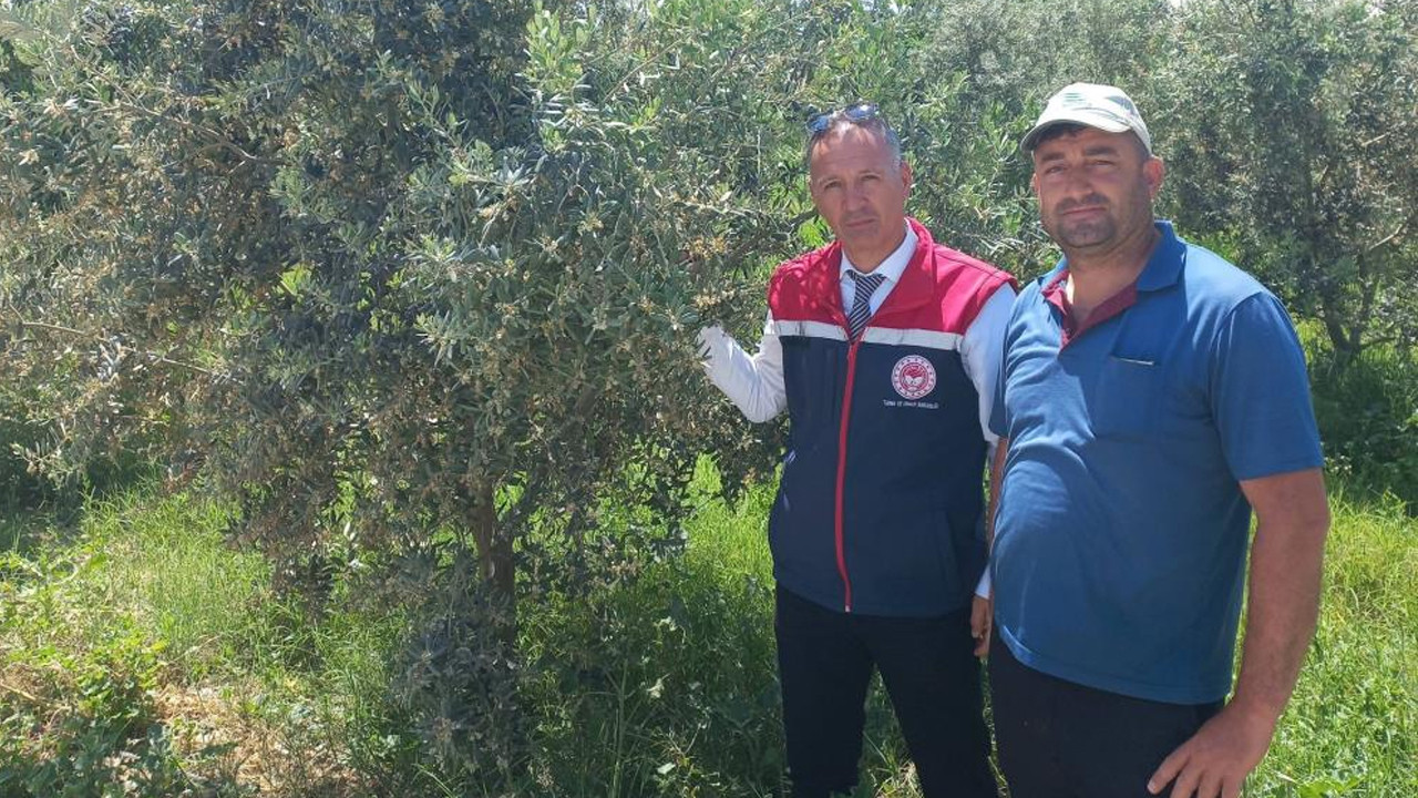 tarim-icin-kritik-inceleme-didimde-zeytin-verim-tespiti-yapiliyor-NexAAmcA.jpg