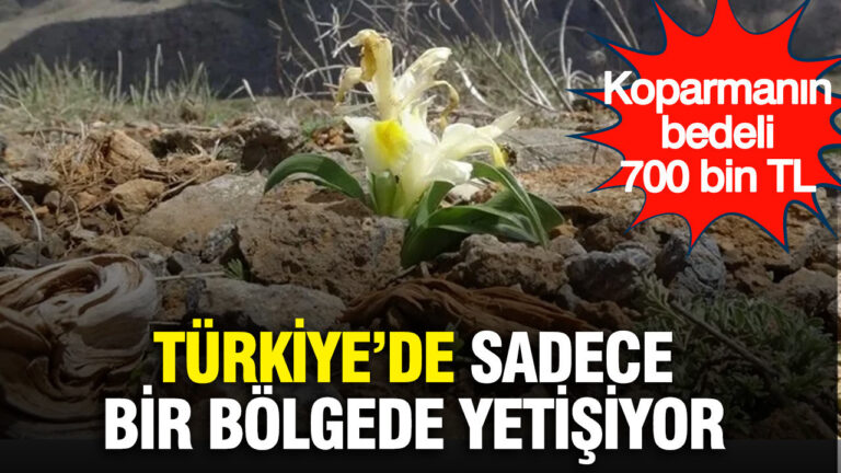 turkiyede-sadece-bir-bolgede-yetisiyor-tesadufen-goruntulendi-koparmanin-bedeli-700-bin-tl-1BIJ2leF.jpg