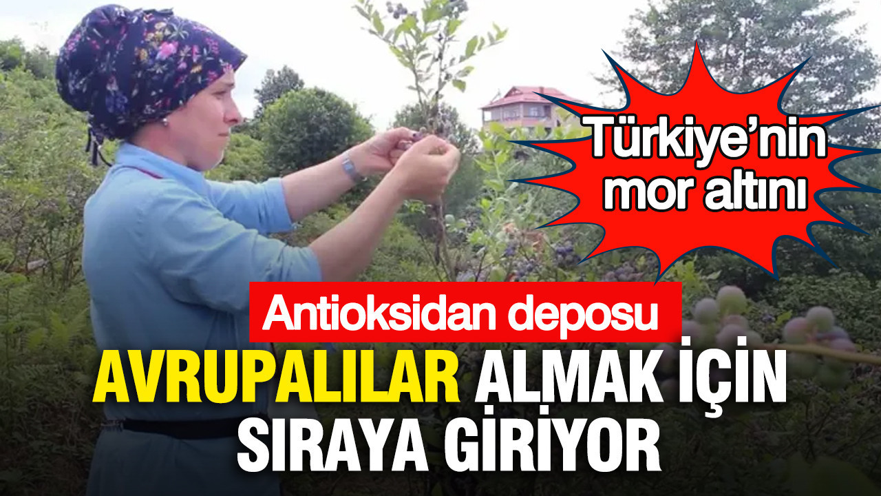 turkiyenin-mor-altini-avrupalilar-almak-icin-siraya-giriyor-antioksidan-deposu-tYVsHUsu.jpg