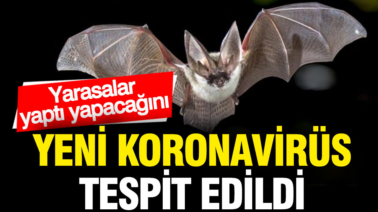 yarasalarda-yeni-bir-koronavirus-turu-tespit-edildi-zUF69A1T.jpg