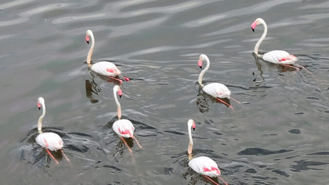 Yüzlerce flamingo akın etti: Türkiye’deki 508 kuş türünün yarısı burada yaşıyor