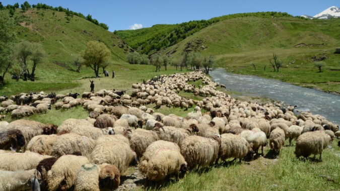 100 tosunla Muş’a geldiler: 6 ay tepelerde çadırlarda yaşayacaklar