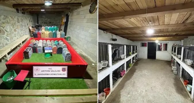 Artvin’de ‘horoz dövüşü’ operasyonu