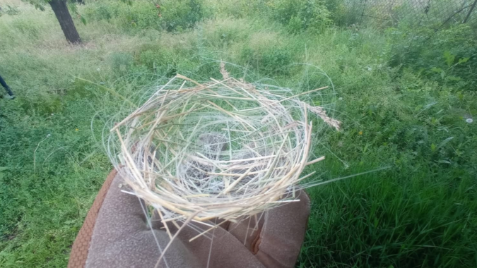 Ukrayna'da kuşlar savaşın fiber kablolarıyla ısınıyor