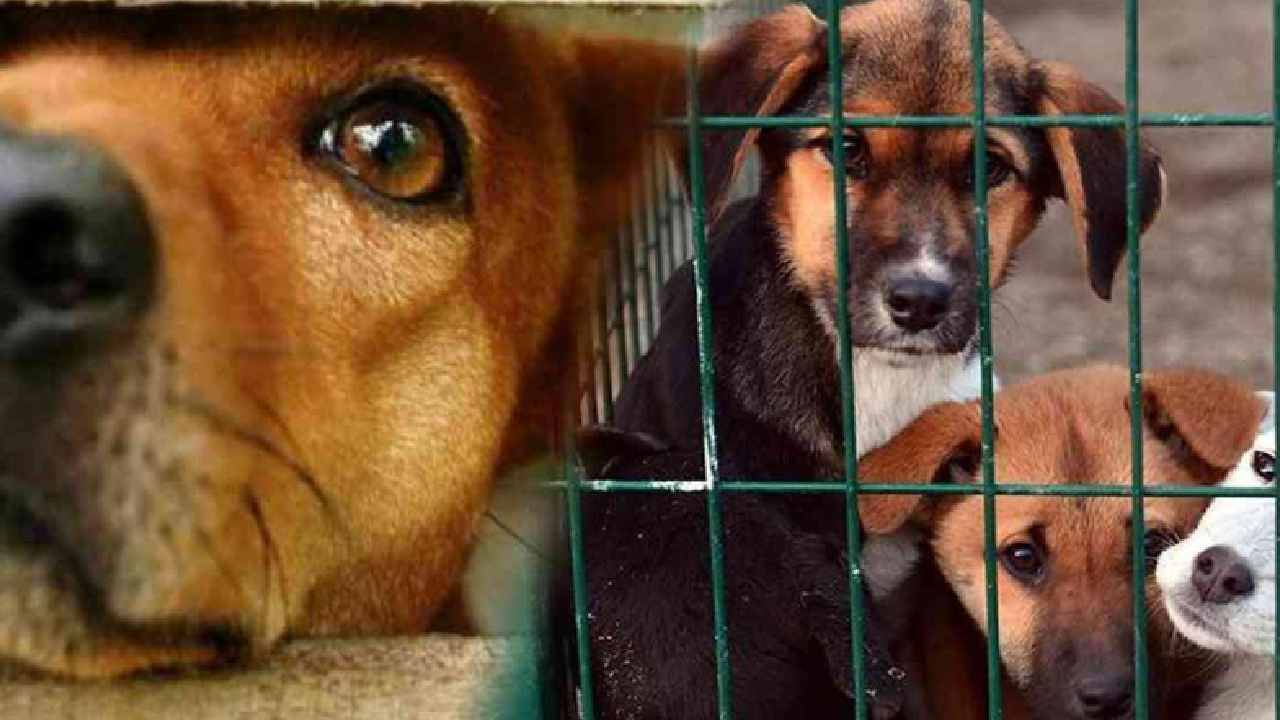 Bakan Çiftçi il il sokak köpeklerinin toplanma oranlarını açıkladı