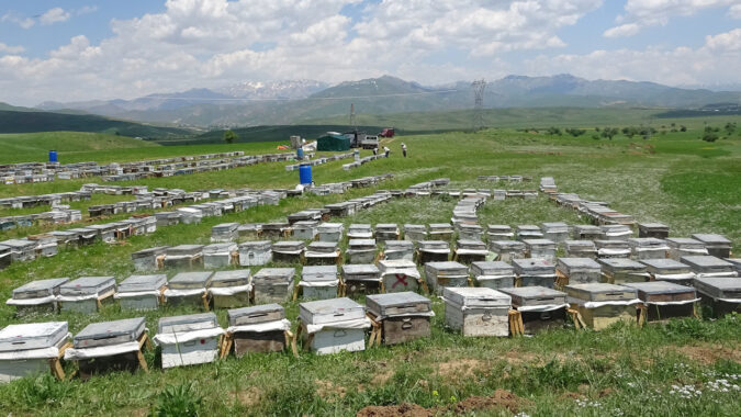 Doğa bu yıl cömert davrandı: Hakkari yaylalarından saf lezzet fışkırıyor