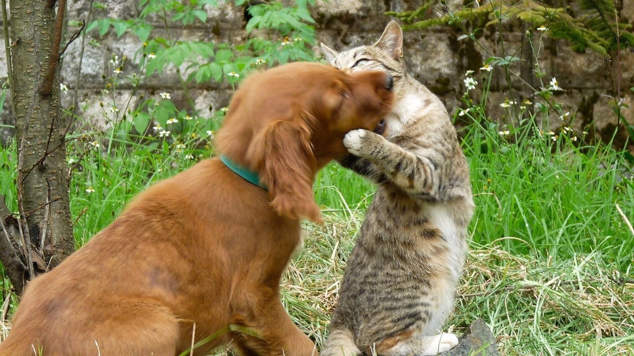 Evcil dostlar da tehdit altında: Kedi ve köpekler ‘mıknatıs’ gibi çekiyor, eve taşıyor