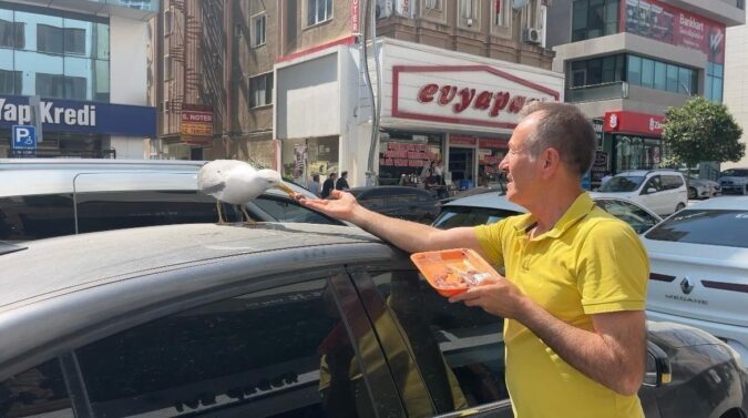 Gebze’de esnafın beslediği martı ‘Pamuk’ mahallenin maskotu oldu! Her gün aynı saatte geliyor