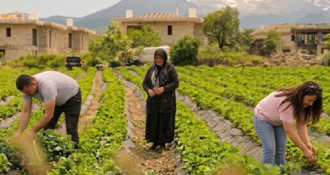 Hobiyle başladılar, servet kazanıyorlar: 20 dönüm araziden 70 ton hasat ediyorlar