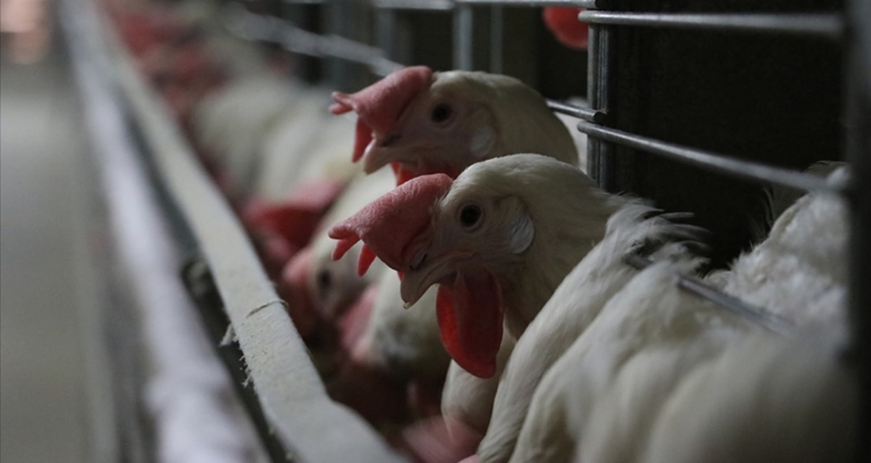 Kuş gribi alarmı büyüyor: Bir ülke kümes hayvanı ithalatını durdurdu
