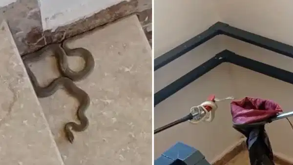 Malatya’da apartmanda yılan paniği! Merdivenlerde görenler telefona sarıldı, boyu bir metreyi aşıyor