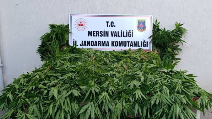 Ormanda kenevir operasyonu: 2 tutuklama