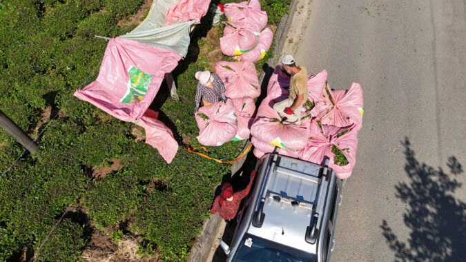 Rizeliler de en sonunda isyan etti: Çay krizi kapıda