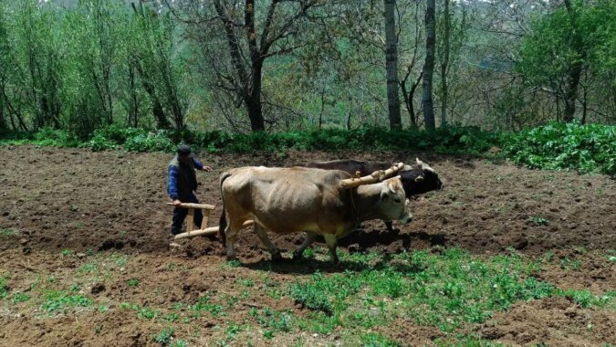 Van Bahçesaray’da çiftçiler, artan akaryakıt fiyatı nedeniyle sabana dönüş yaptı