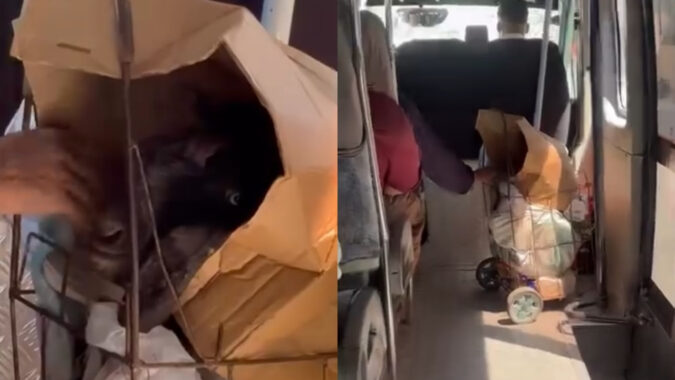 Yolcuların ağzı açık kaldı: Keçisini pazar arabasına koyup minibüse bindi