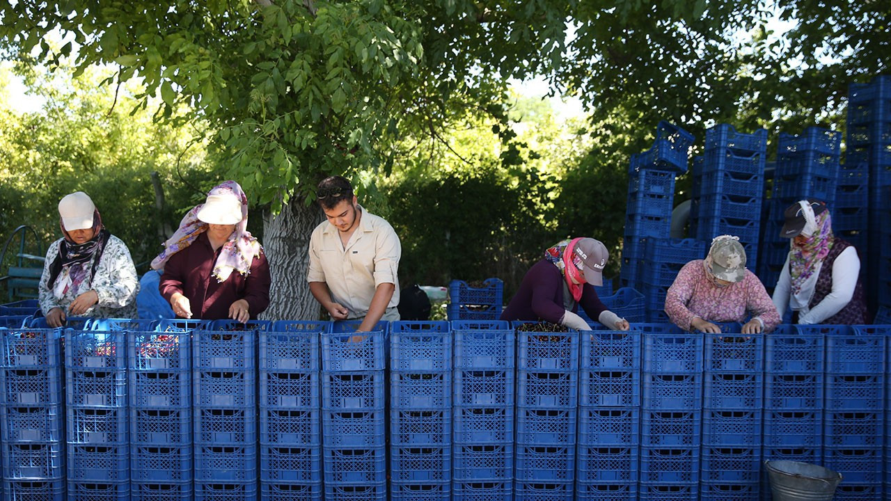 3 bin ton üretim, bin ton ihracat: Yahyalı kirazı Avrupa ve Rusya’nın gözdesi