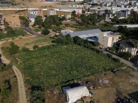 40 derecede hasat ediliyor turkiyenin her iline gonderiliyor 6Pu8qFUm.jpg