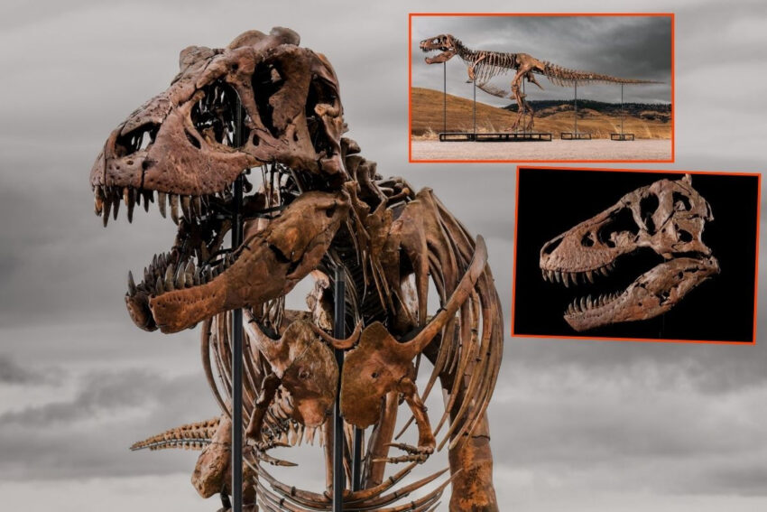 67 milyon yasindaki t rex fosili 501 milyon dolara satildi ve simdiye kadar satilan en 3zz9uh83.jpg