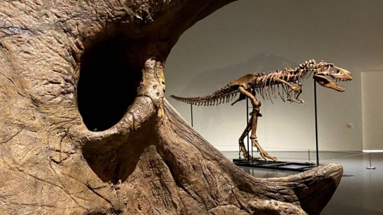 67 milyon yıllık rekor! Nadir bulunan T. rex iskeletine servet değerine alıcı