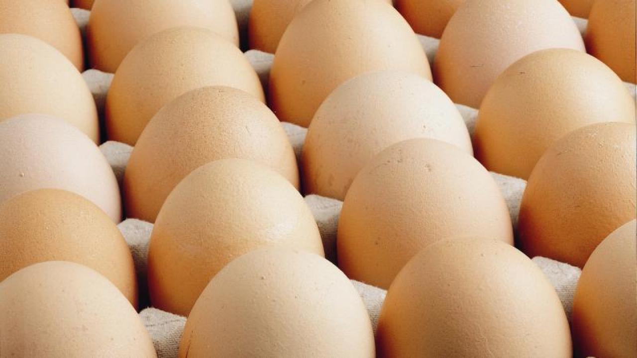 Abdde salmonella alarmi milyonlarca yumurta toplandi HVuXLmkR.jpg