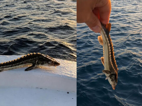 Aglara takilan nesli tehlikedeki mersin baligi denize geri birakildi quGz6hZI.jpg