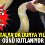 Antalyada dunya yilan gunu kutlaniyor dunyada 3 bin 500u askin yilan turu bulunuyor Yh1cBdfD.jpg
