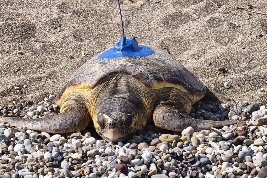 Antalyada uydu izleme cihazi takilan inci ve mercan adli caretta carettalar denize birakildi SmZH9jzY.jpg