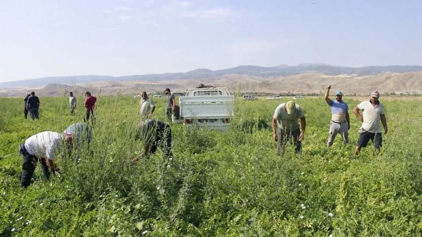 Aromasini karacadagin verimli topraklarindan aliyor tarlada 8 lira pazarda iki kati jwI1BhLI.jpg
