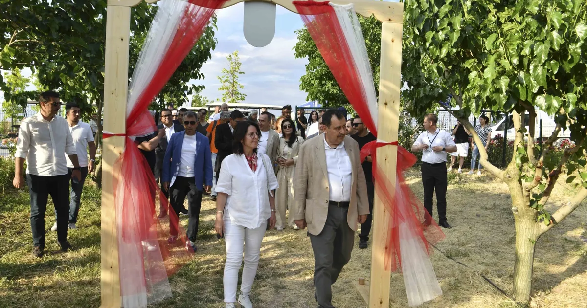 ATA Çiftliği’nde ilk dut toplandı