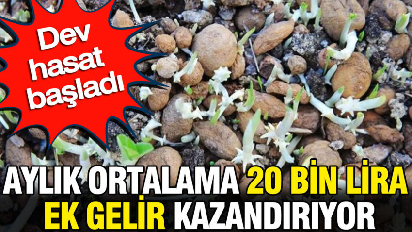 Aylik ortalama 20 bin lira ek gelir kazandiriyor dev hasat basladi O1T4LPkb.jpg