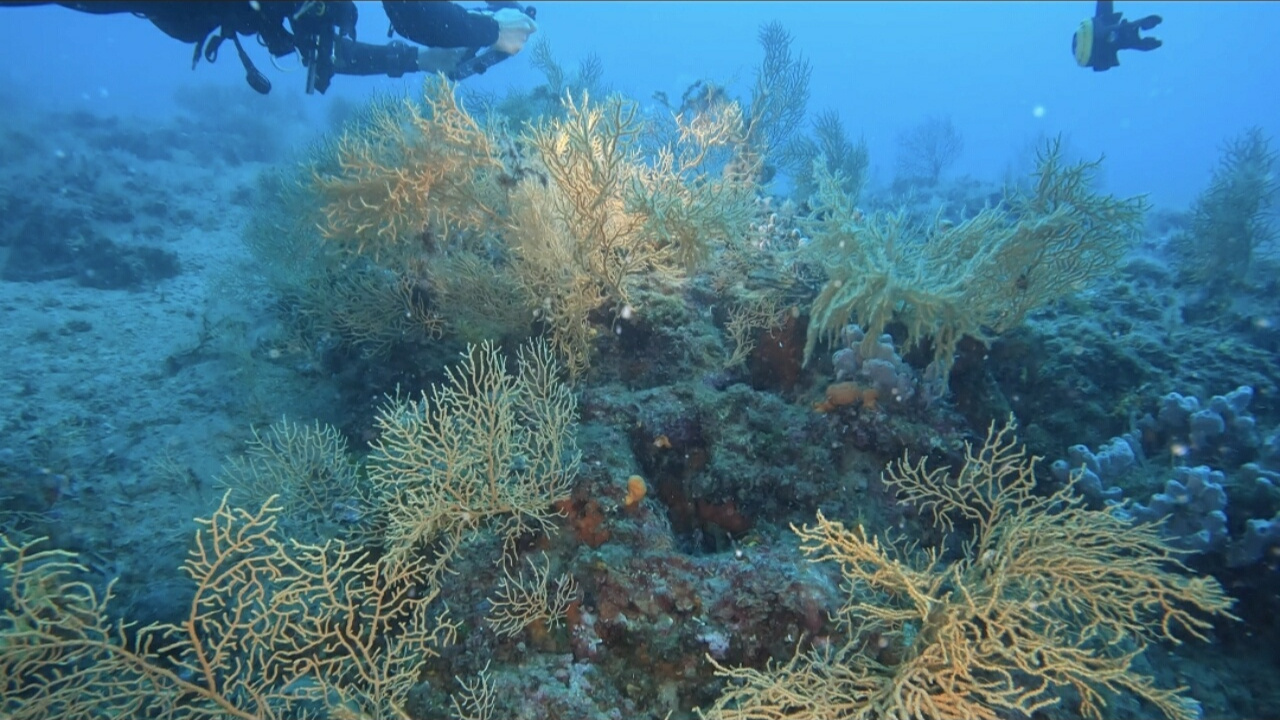 Ayvalikin derinliklerinde gizli hazine goren hayran kaliyor pDDudkLU.jpg