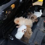 Bakanlik duyurdu pomeranian cinsi 5 kopek yavrusu ele gecirildi ulVYuGEH.jpg