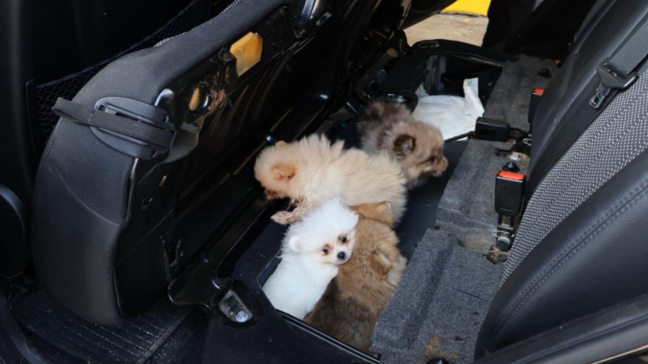 Bakanlık duyurdu: “Pomeranian” cinsi 5 köpek yavrusu ele geçirildi