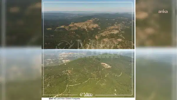 Balikesir havrandaki altin madeni kapasite artisina ced olumlu karari 10 bin 711 agac kesilecek ZvjOrqi1.jpg