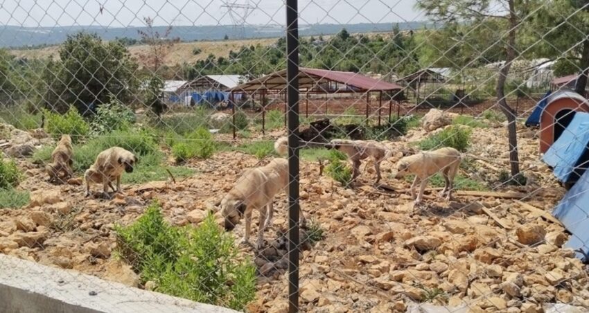 Barinak degil esaret 600 hayvan kayalikta yasam mucadelesi veriyor 2h67cU6g.jpg