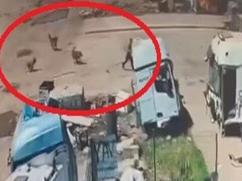 Basibos kopekler kucuk cocuga saldirdi 3mcqGIba.jpg