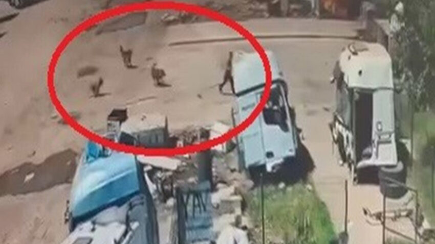 Basibos kopekler kucuk cocuga saldirdi 3mcqGIba.jpg