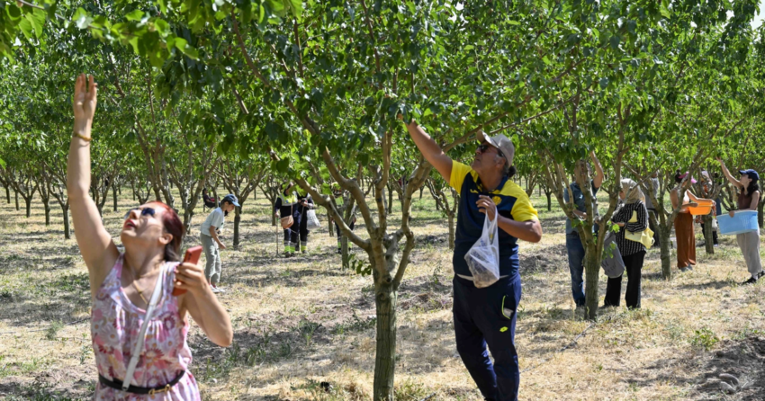 Baskentliler ata ciftliginde hasat coskusunu yasadi ZYms59pf.webp