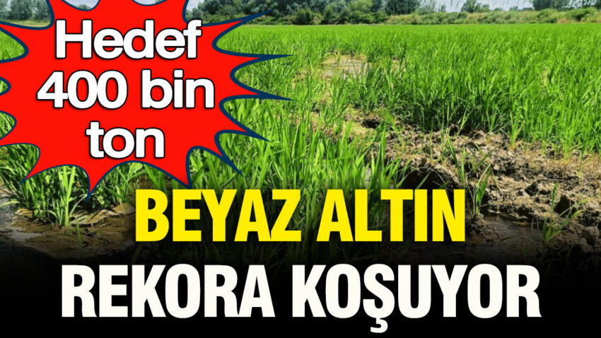 Beyaz altin rekora kosuyor hedef 400 bin ton 1uvS4QmT.jpg