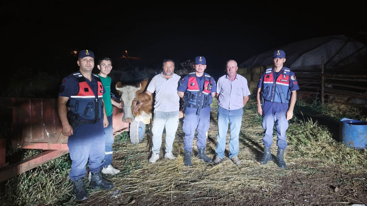 Bilecik’te jandarmadan kayıp büyükbaş hayvan mesaisi