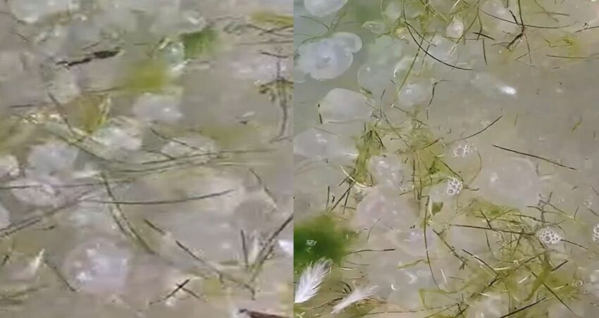 Binlercesi karadeniz kiyilarina vurdu tek tek telef oluyorlar rcbISYLw.jpg