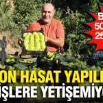 Bir ayda 50 liradan 250 liraya cikti son hasat yapildi siparislere yetisemiyorlar ANqiYeu5.png