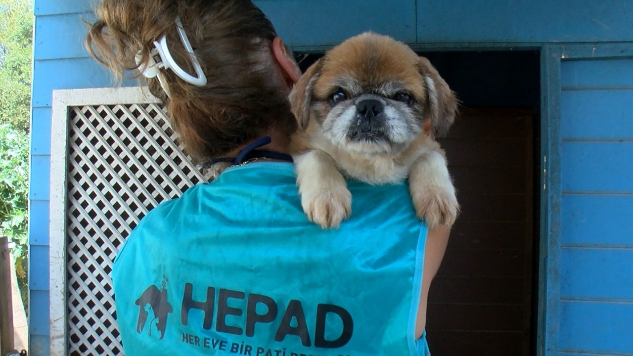 Bir hevesle alınıp sokağa bırakılıyorlar: Onlarca cins köpek yuva arıyor!