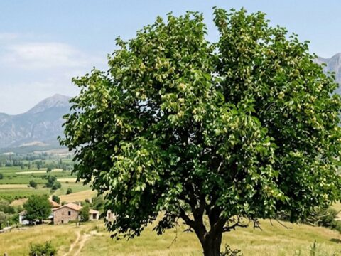 Bu mucizeyi yiyenin kolesterolu dusuyor Fmd4ek2J.jpg