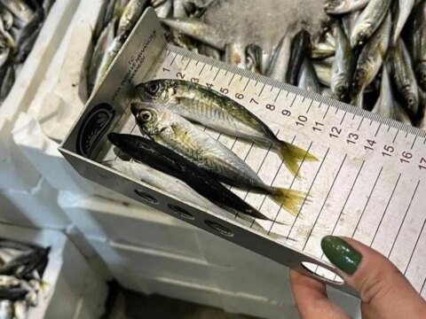 Buca balik halinde denetim 241 kilogram su urunune el konuldu NdQbveJA.jpg