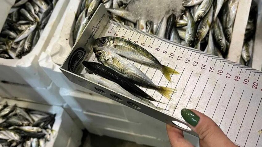 Buca balik halinde denetim 241 kilogram su urunune el konuldu NdQbveJA.jpg