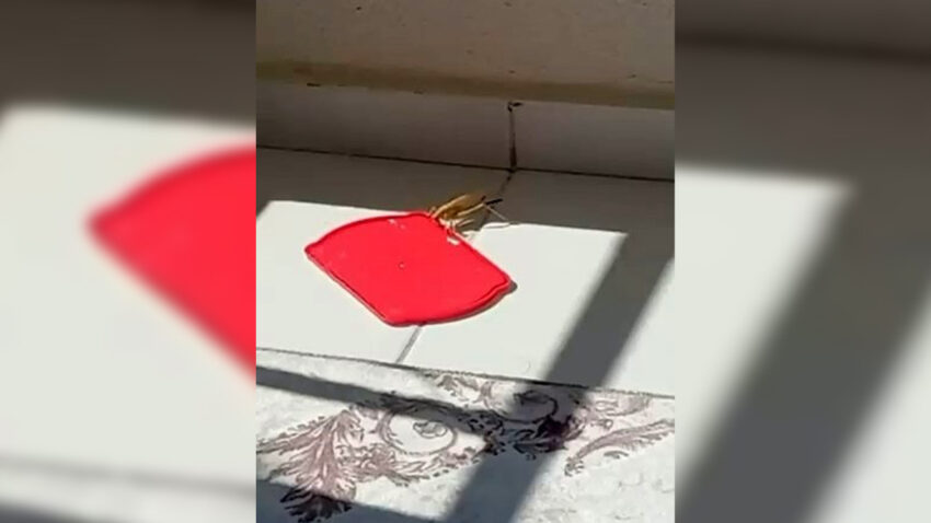 Burdurda balkona konan dev cekirgeye su verdi ztU5SZMc.jpg