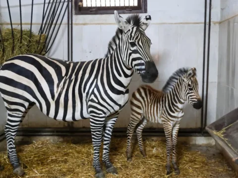 Bursa hayvanat bahcesinde zebra ailesi buyuyor rOEKiSHk.webp